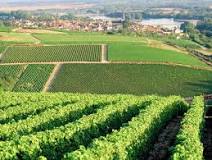 de wijnvelden van Pouilly